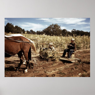 Corn Harvest: 1940 Poster