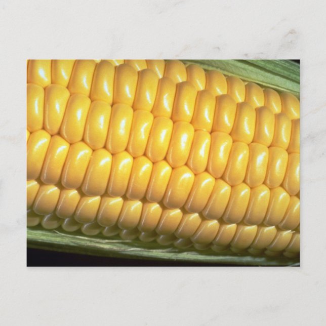 Corn on the cob postcard (Front)
