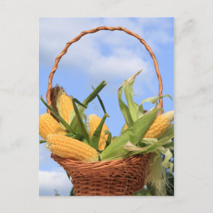 Corn on the Cob Postcard