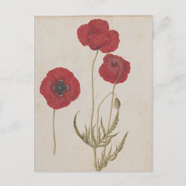 Corn Poppies by Jacques de Morgues Postcard (Front)
