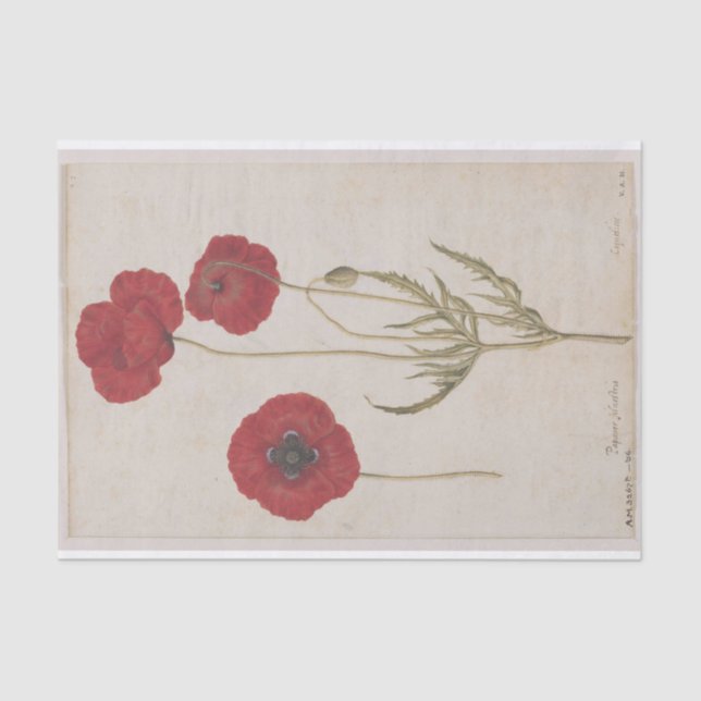 Corn Poppies by Jacques de Morgues Tissue Paper (Front)