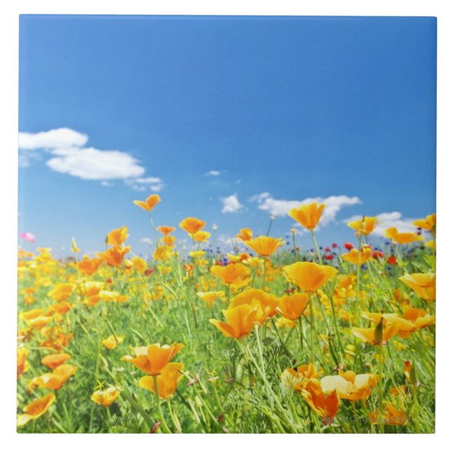 Corn Poppy Field 2 Ceramic Tile (Front)