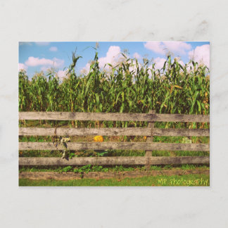 Corn Postcard