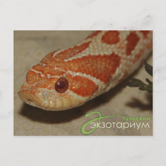 Corn snake postcard