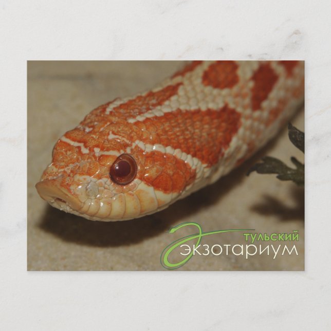 Corn snake postcard (Front)