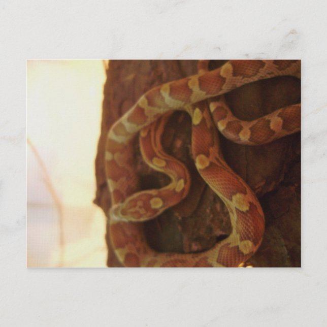Corn Snake Postcard (Front)