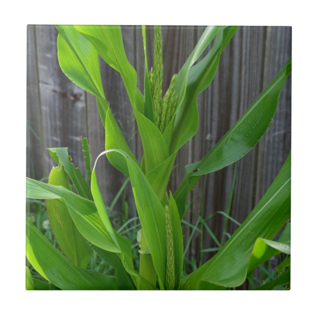 Corn Stalk Tile (Front)