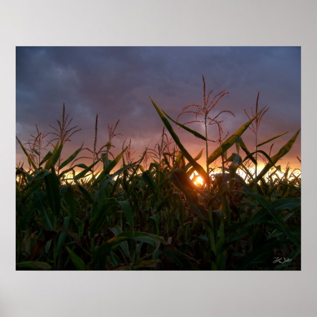 Corn Sunset  - Print (Front)