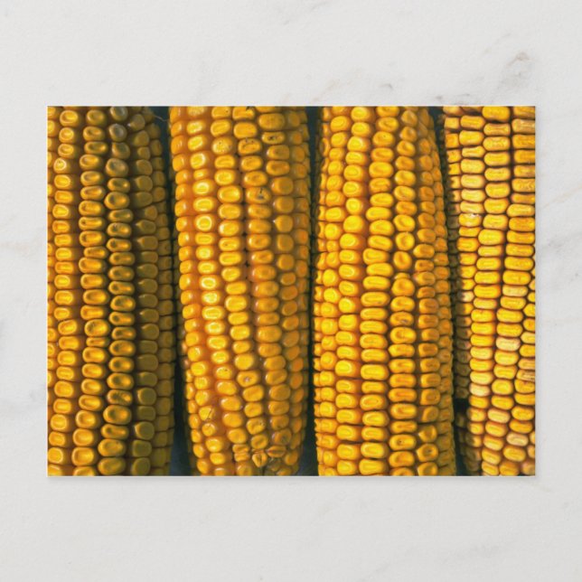 Corn texture postcard (Front)