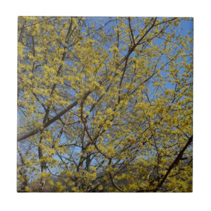 Cornelian Cherry Dogwood and Blue Sky Floral Ceramic Tile