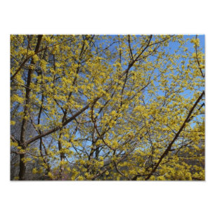 Cornelian Cherry Dogwood and Blue Sky Floral Photo Print