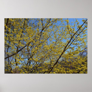 Cornelian Cherry Dogwood and Blue Sky Floral Poster