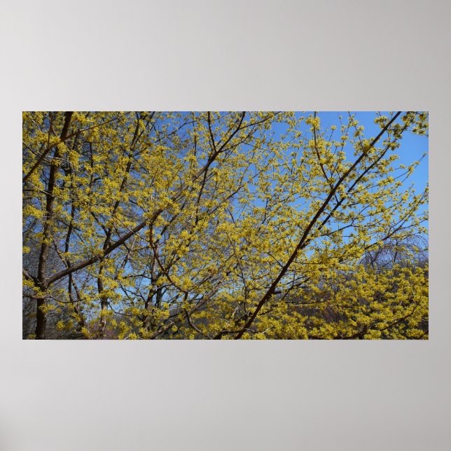 Cornelian Cherry Dogwood and Blue Sky Floral Poster (Front)