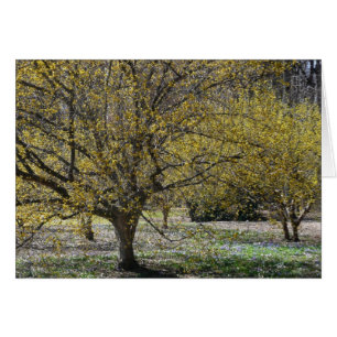 Cornelian Cherry Dogwood and Glory of the Snow