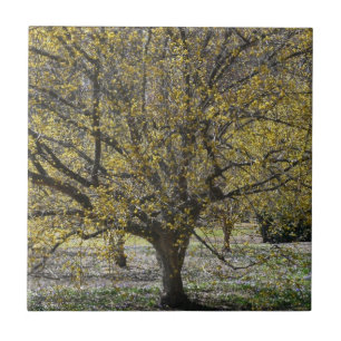 Cornelian Cherry Dogwood and Glory of the Snow Ceramic Tile