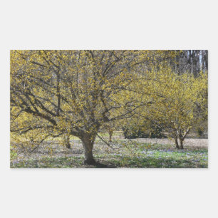 Cornelian Cherry Dogwood and Glory of the Snow Rectangular Sticker