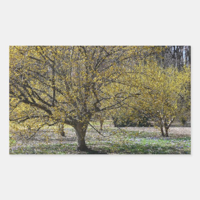 Cornelian Cherry Dogwood and Glory of the Snow Rectangular Sticker (Front)