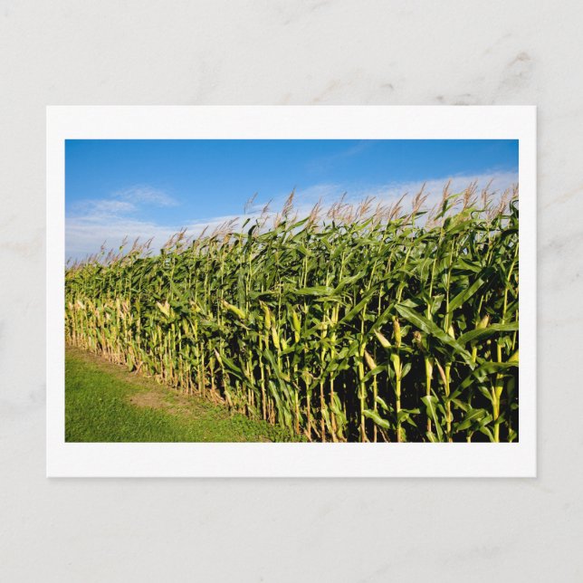 cornfield and sky postcard (Front)