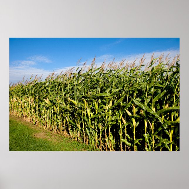 cornfield and sky poster (Front)
