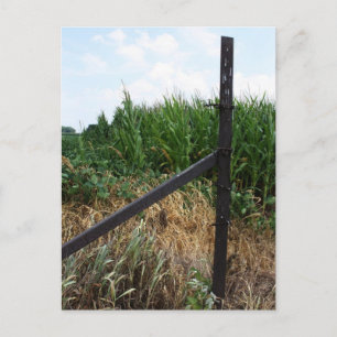 Cornfield Behind The Fence Postcard