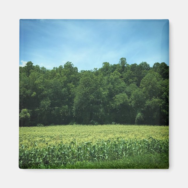 Cornfield in Rural North Carolina Poster Magnet (Front)