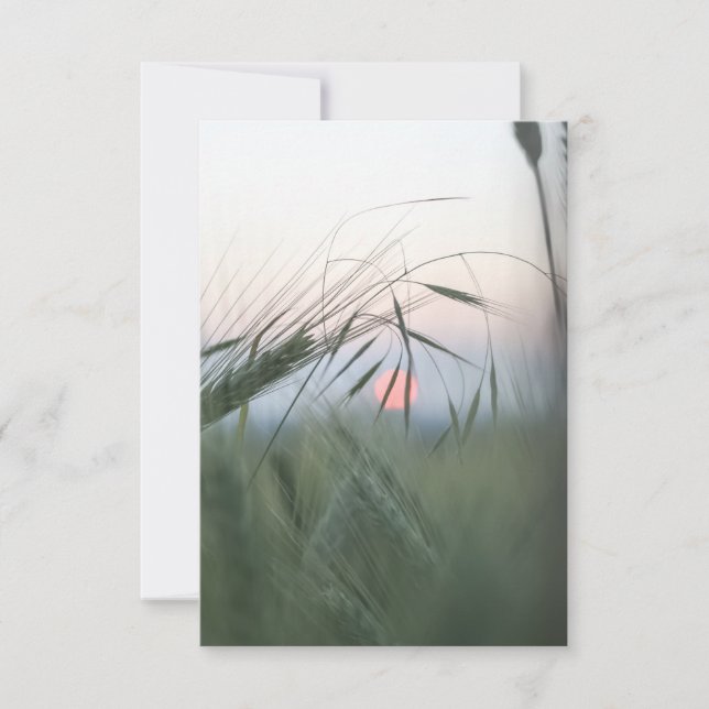 Cornfield Nature Photo Card (Front)