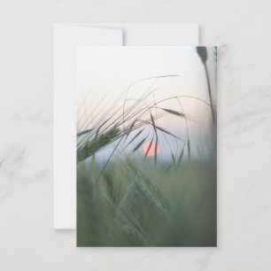 Cornfield Nature Photo Card