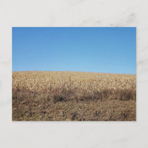 Cornfield on a Hill in Autumn, Baltic, Ohio Postcard
