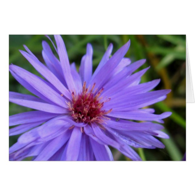 Cornflower (Front Horizontal)