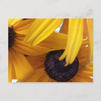 Cornflower 1 postcard