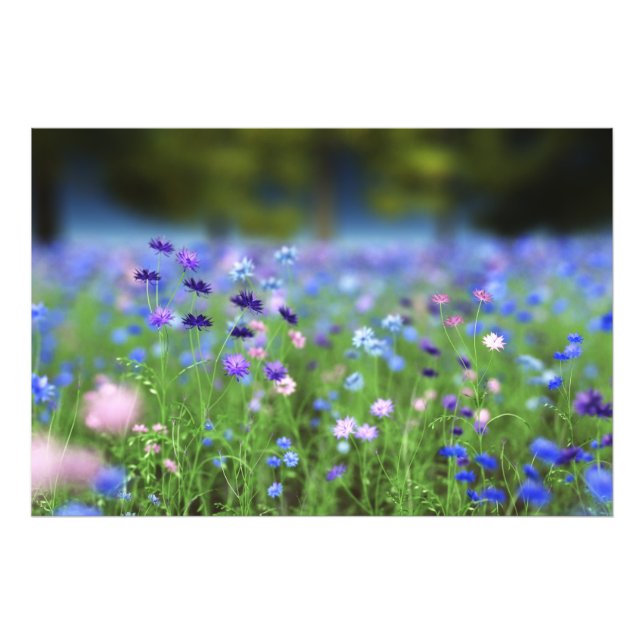 Cornflower Blue Photo Print (Front)