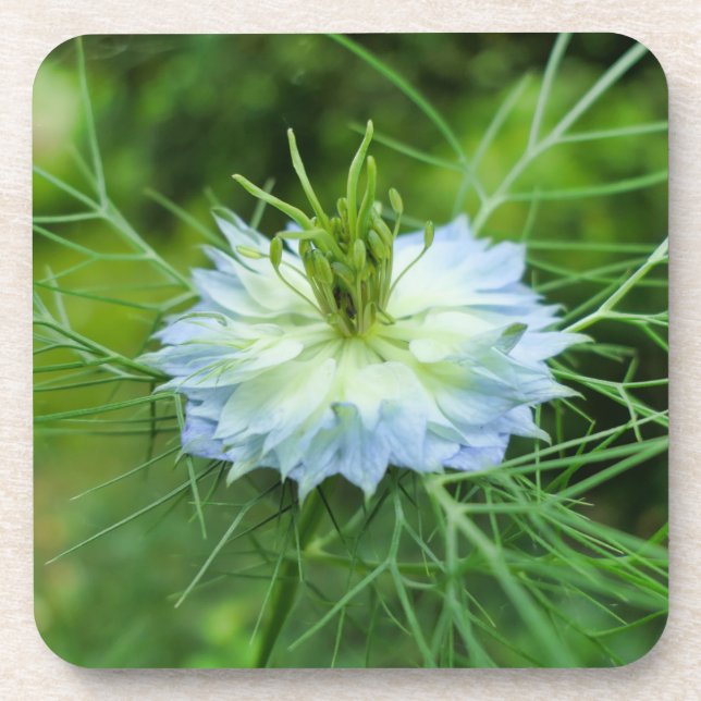 Cornflower Coaster (Front)