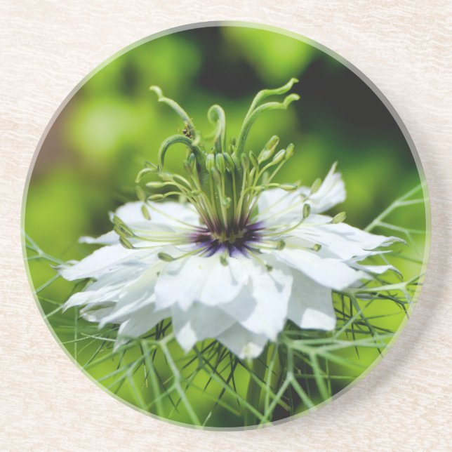 Cornflower Coaster (Front)