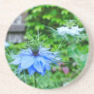 Cornflower Coaster