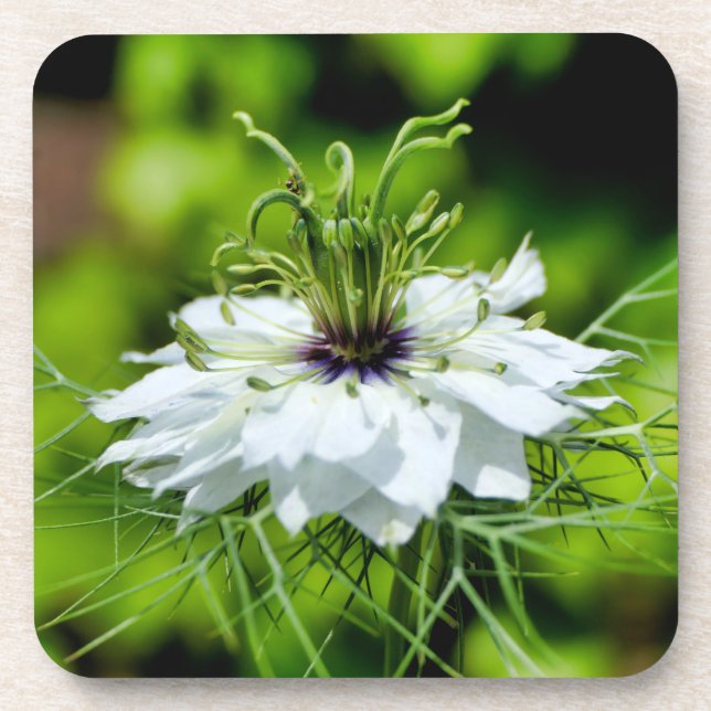 Cornflower Coaster (Front)