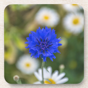 Cornflower hard plastic coasters