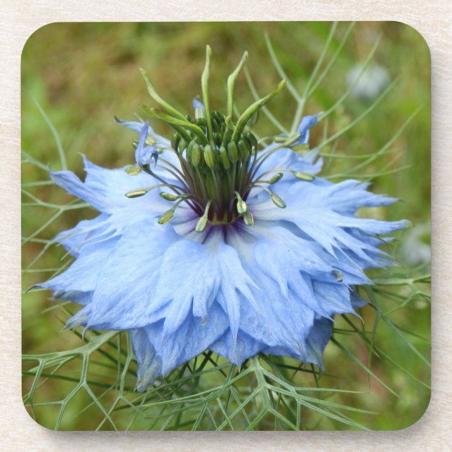 Cornflower Hard Plastic Coasters (Front)