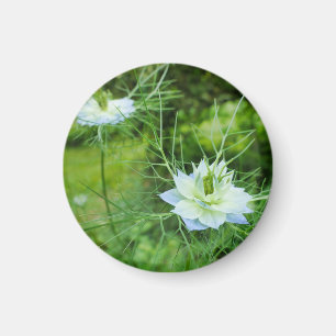 Cornflower Magnet