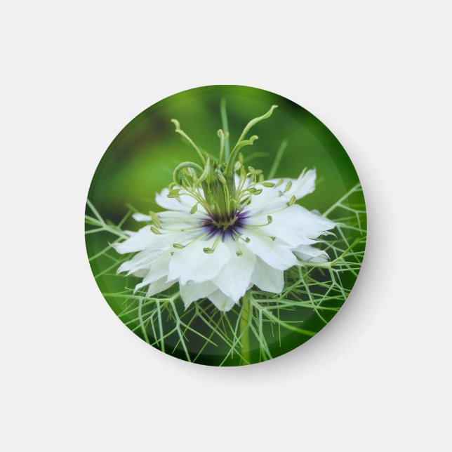 Cornflower Magnet (Front)