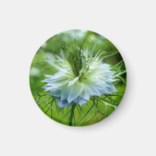 Cornflower Magnet