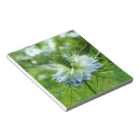 Cornflower