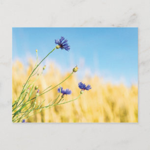 Cornflower Postcard