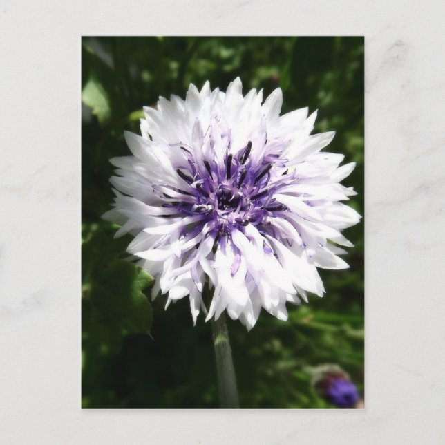 cornflower postcard (Front)