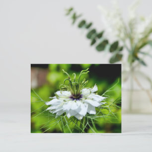 Cornflower Postcard