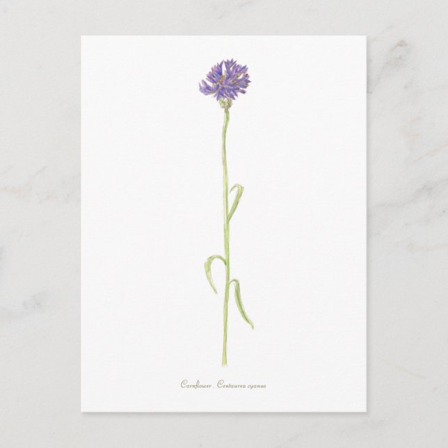 Cornflower watercolor  postcard (Front)