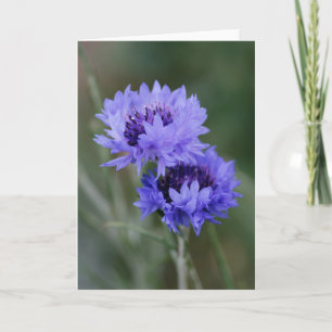 Cornflowers Card
