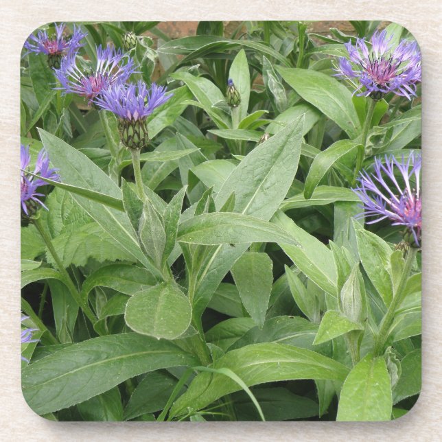 Cornflowers Cork Coaster (Front)