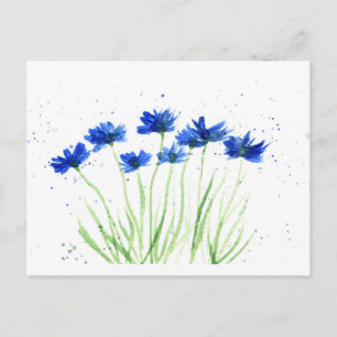 Cornflowers flowers postcard