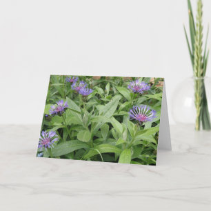 Cornflowers Greeting Card