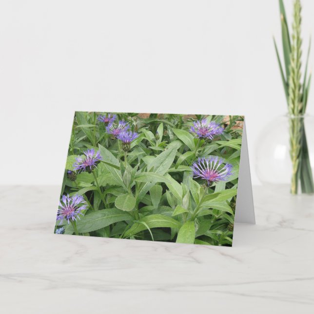 Cornflowers Greeting Card (Front)